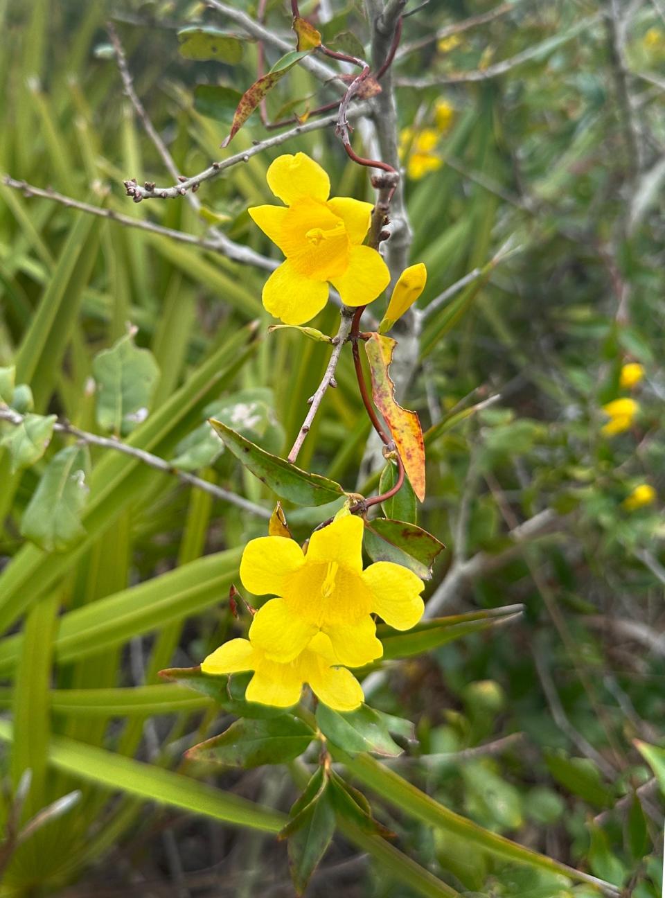 Yellow jessamine, a Florida native plant, is starting to bloom along the trail to Deep Hole.