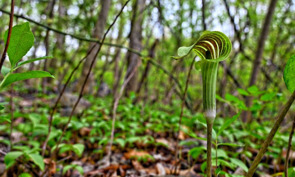 <span>Photograph: William Graham/Alamy</span>