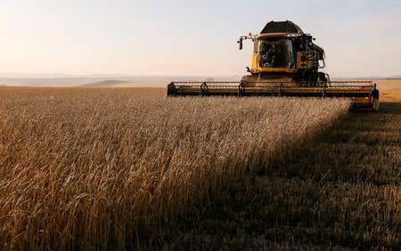 A combine harvests wheat in a field of the Solgonskoye private farm outside the Siberian village of Talniki in Krasnoyarsk region