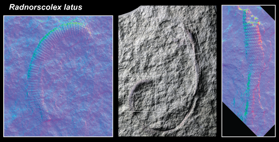 Prehistoric worm Radnorscolex latus showing the pattern of armour plates