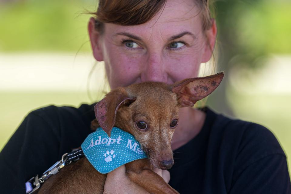 Heather Quiring, a volunteer with the Central Texas Dachshund Rescue, holds Dixon, a 12-year-old dog that is up for adoption at the 26th Annual Buda Wiener Dog Races at Buda City Park on Sunday, April 30, 2023 in Buda, Texas.