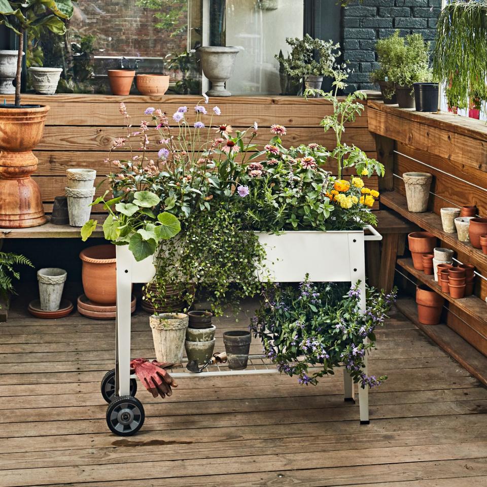 Rolling cart container garden with zinnias and marigolds