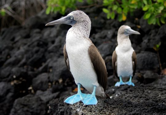 Islas Galápagos, Ecuador