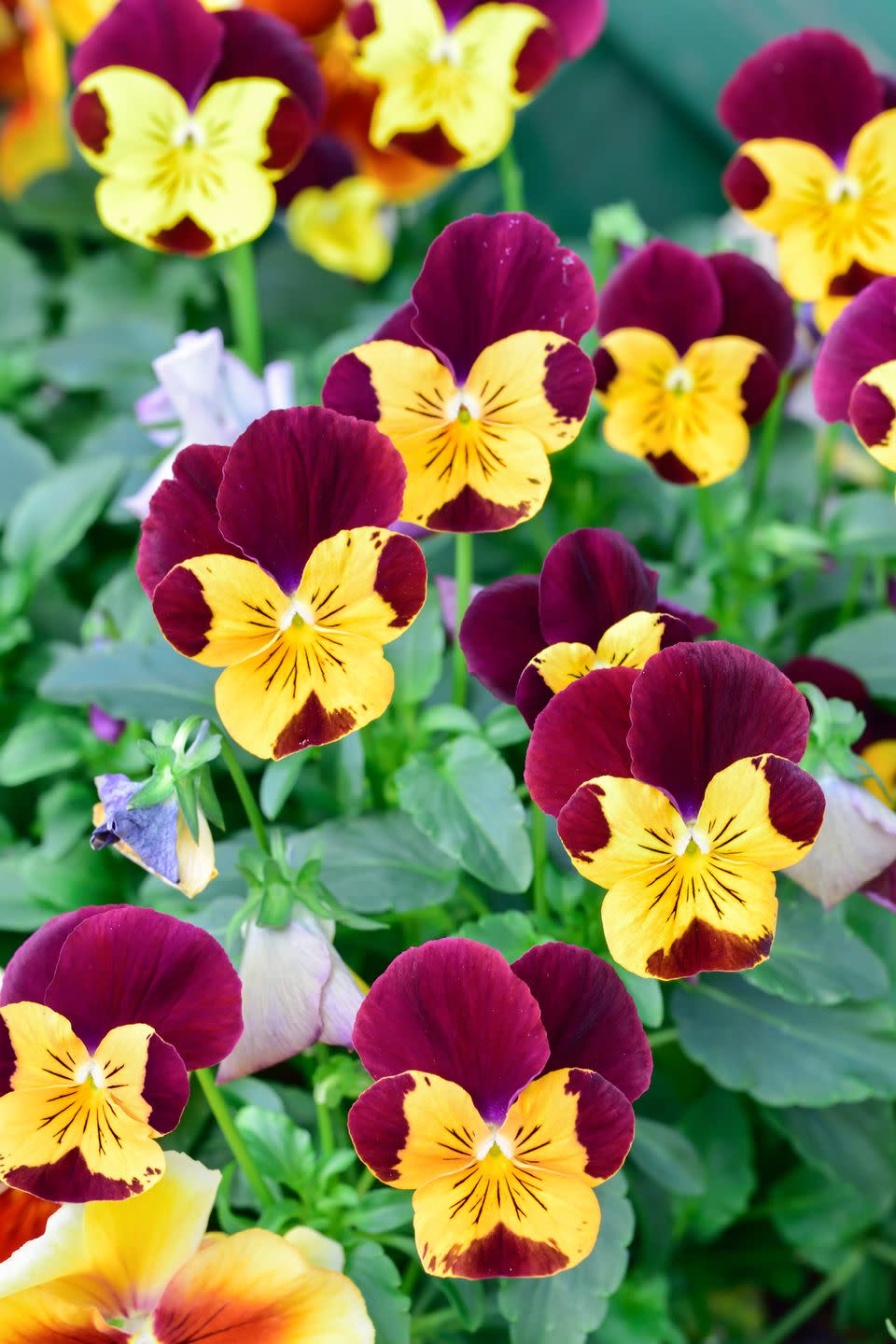 10) Pansies