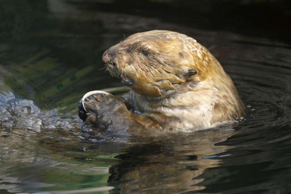 A sea otter in the water eating shellfish