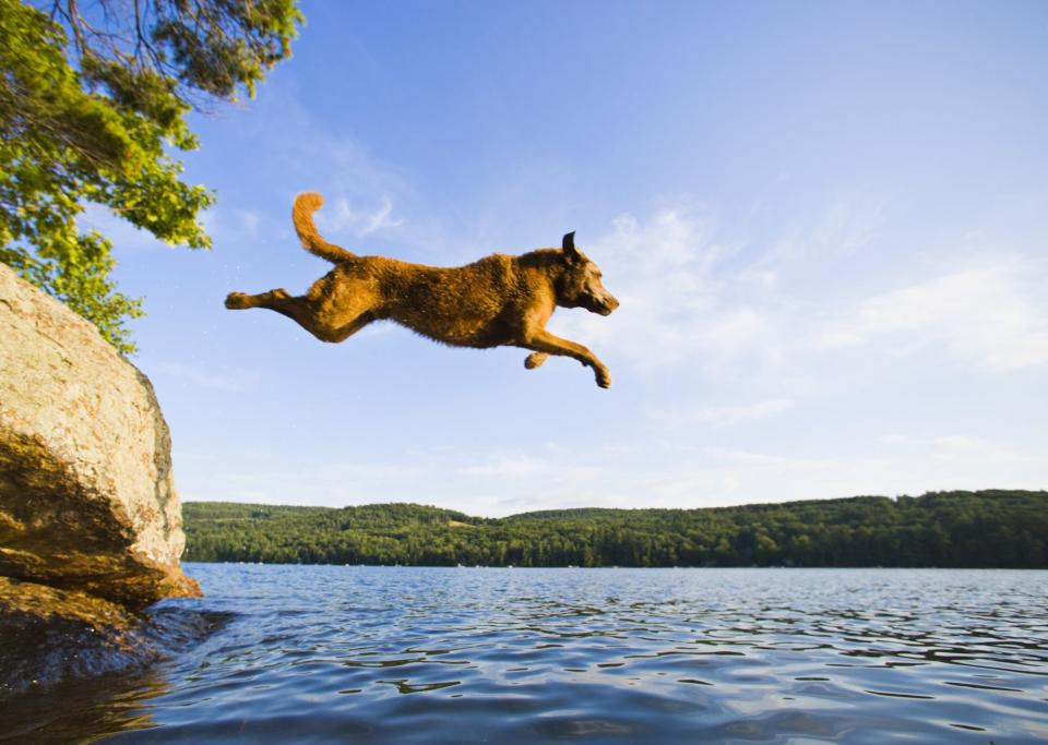 Maryland: Chesapeake Bay Retriever