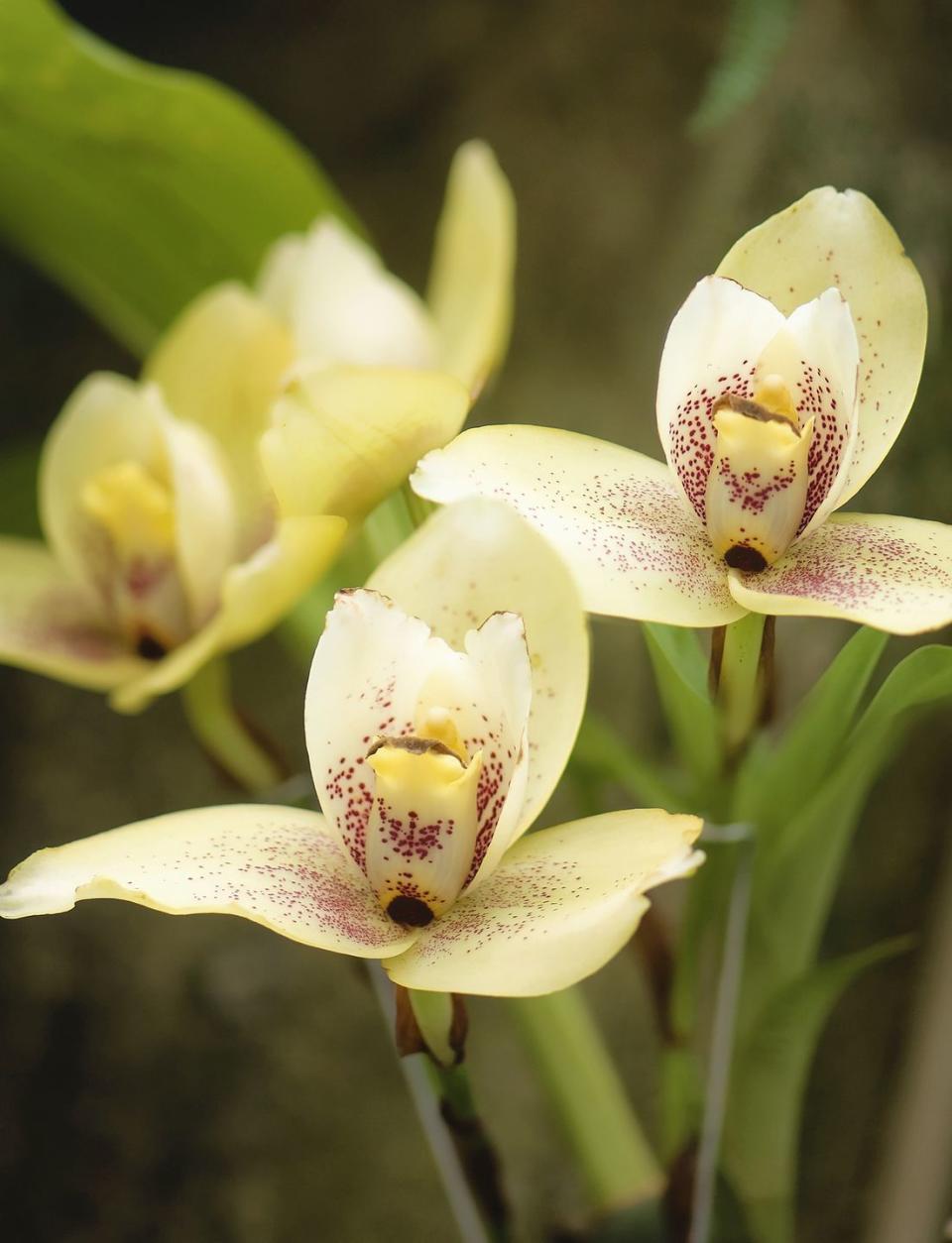 cream and red lycaste orchids