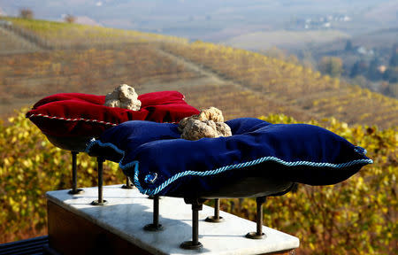 Truffles are pictured before the international auction for truffles at the Grinzane Castle in Grinzane Cavour near Alba, northwestern Italy, November 12, 2017. REUTERS/ Stefano Rellandini