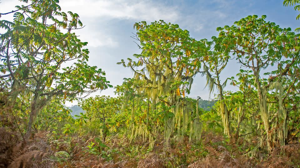 Vegetation in Rwasenkoko,  Nyungwe National Park, one or Rwanda's two new UNESCO World Heritage Sites. - G.R. Vande weghe/Courtesy UNESCO