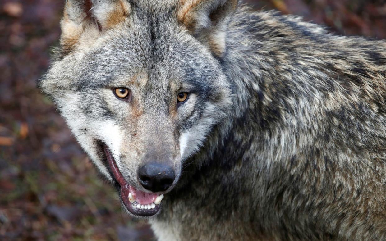 Wolves have made a dramatic return to Germany since the fall of the Iron Curtain - REUTERS