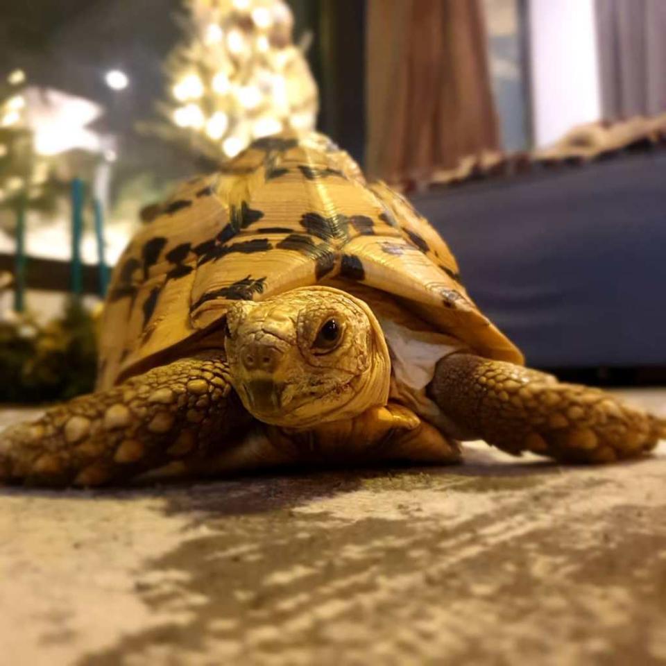 According to the turtle’s Instagram, it was adopted by the “Seoul Searching” actor in 2013 and was a leopard tortoise. Momo the Leopard Tortoise/Instagram
