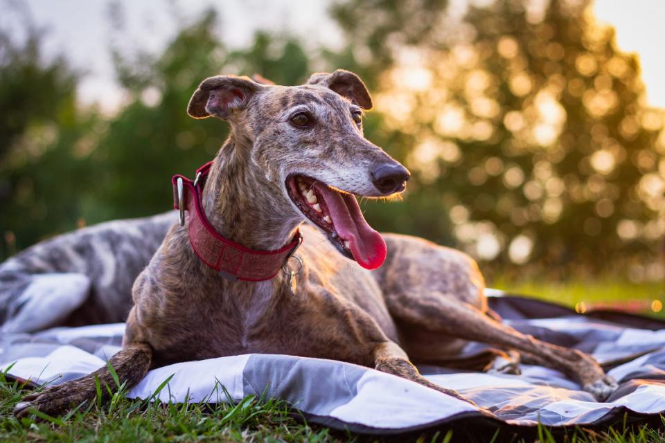 spanish galgo purebred dog at sunset