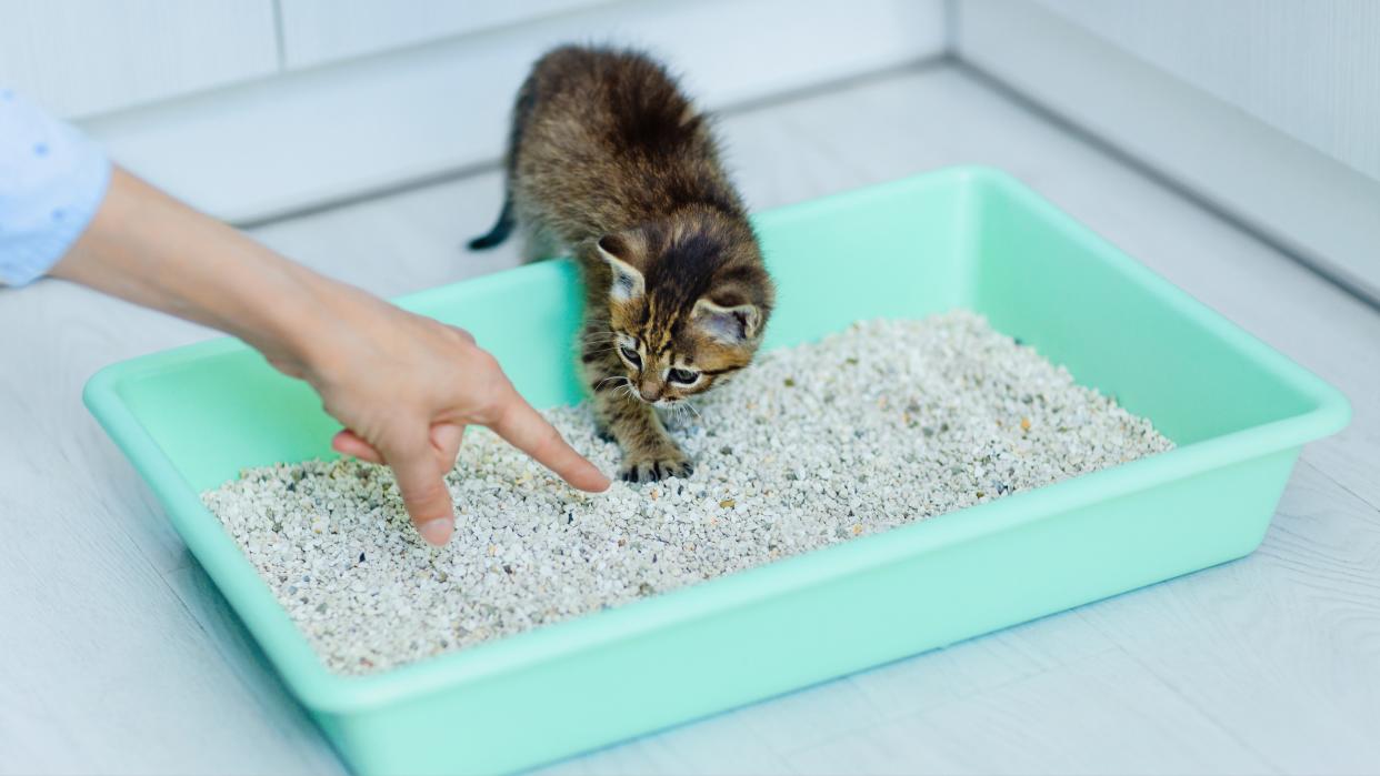  Kitten using litter box. 