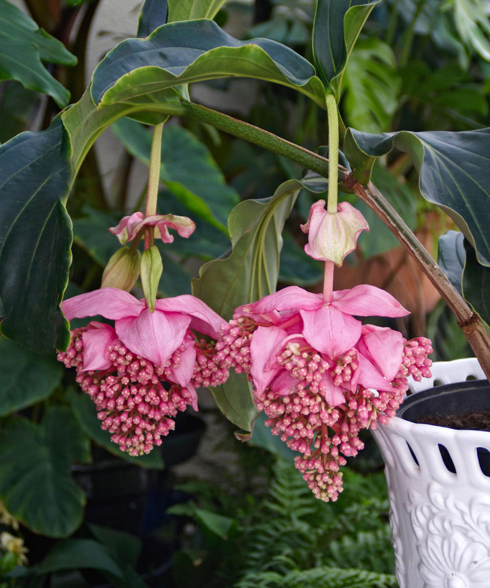 7. Rose grape (Medinilla Magnifica)