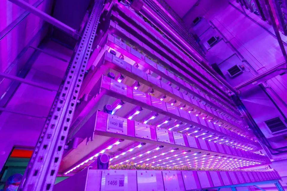 杜拜在2022年宣布啟用全球最大的「垂直農場（Vertical Farm）」。