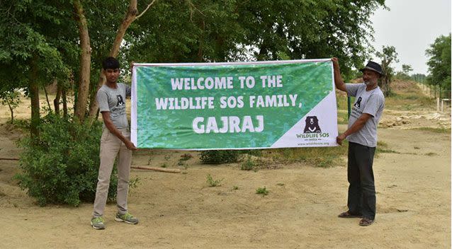 Wildlife rescuers welcome Gajraj to sanctuary. Picture: Wildlife SOS