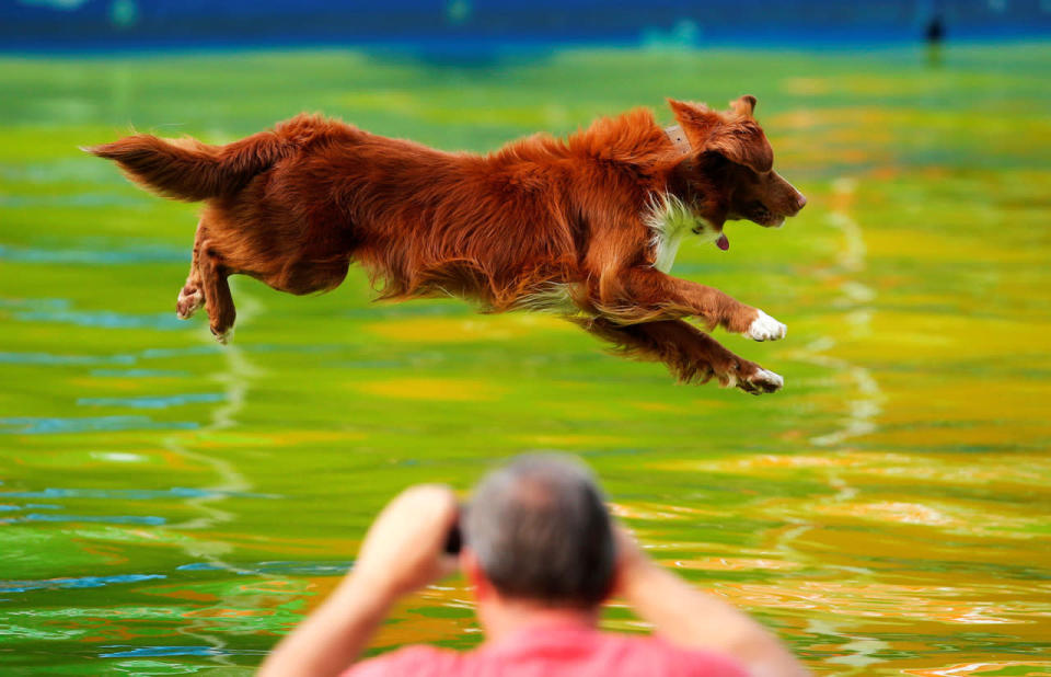 Flying Dogs competition