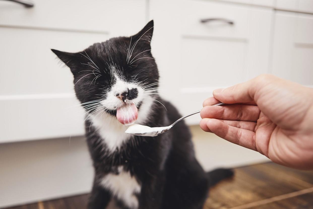 cat eating yogurt