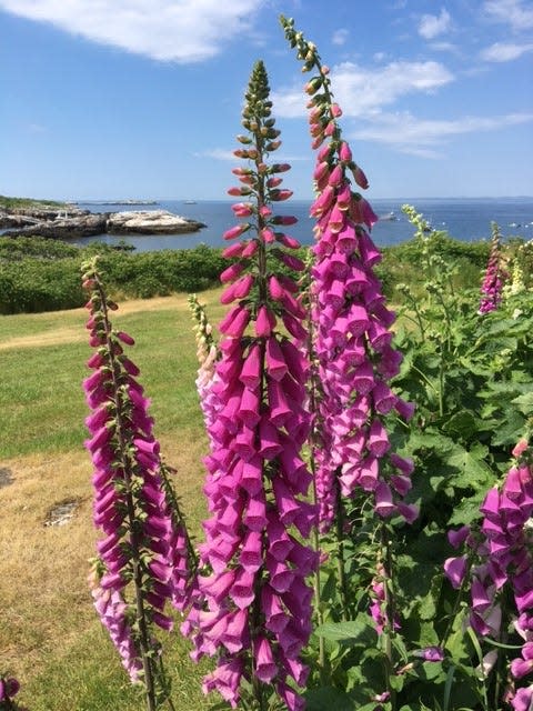 Foxgloves, in all their glory, are a centerpiece of Celia Thaxter’s island garden on Appledore Island. Garden tours are offered by the Shoals Marine Laboratory from June to August.
