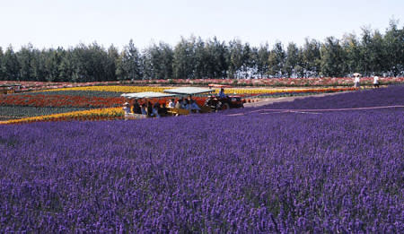 日本旅遊｜北海道賞花好去處Top6！10公頃芝櫻花海、收割薰衣草體驗、120萬朵鬱金香花海（附1日遊優惠推介）