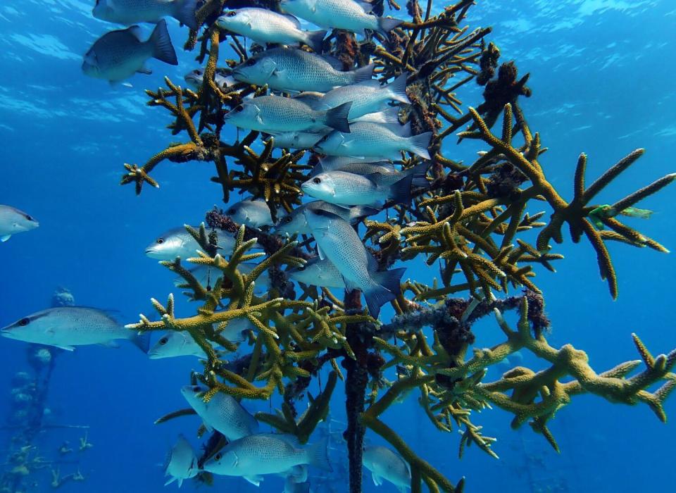 Fish swim among transplanted coral in the Coral Restoration Foundation nursery.