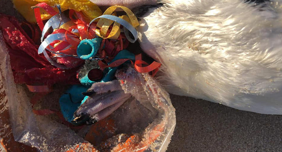 Ribbon and balloons entangled in the penguin's leg were blamed for the creature's death, found dead near Dromana Pier. Source: St Kilda Penguins via Josie Jones / Facebook 