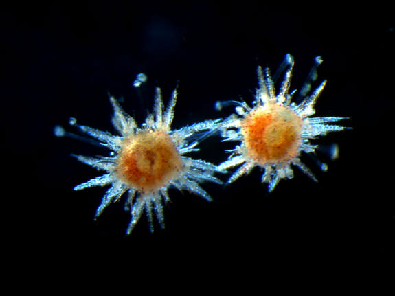 Urchin metamorphs