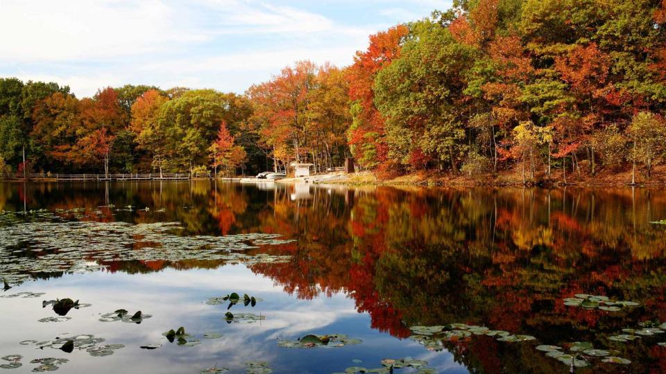 Autumn in the Staten Island Greenbelt, New York