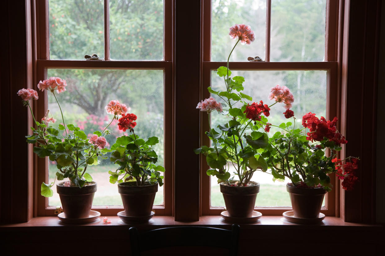  red and pink geraniums on a window sill 