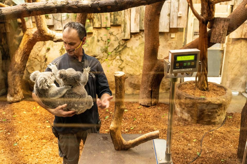 Wildlife lovers fear the only place many native animals will be seen is inside zoos. Source: Getty (File)