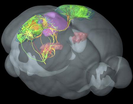 Connections between four distinct visual areas in the mouse cortex (green, yellow, red, orange) are visualized in 3-D using Allen Institute Brain Explorer software in this handout image. These cortical areas are highly interconnected with each other and with additional areas involved in vision in the thalamus (pink) and midbrain (purple). Scientists on April 2, 2014 unveiled the mouse connectome – a map showing the connections that neurons make through the mouse brain as they process information. REUTERS/Allen Institute for Brain Science/Handout