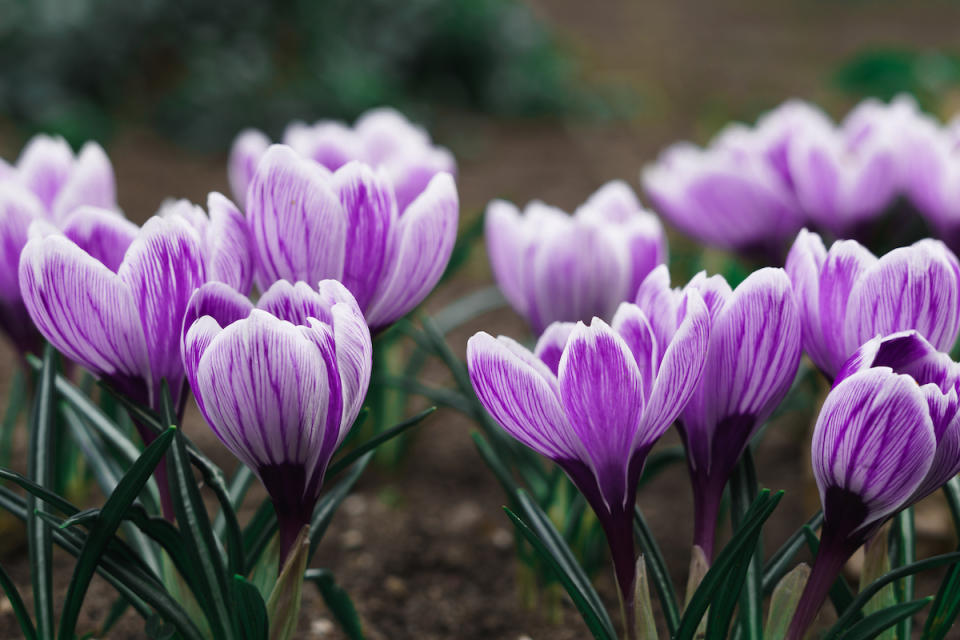 Crocuses