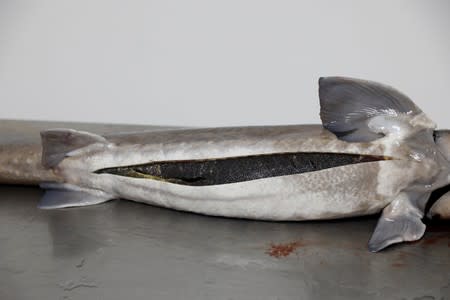 Caviar eggs are seen in the belly of a sturgeon before it is harvested on the processing line at the Acipenser fish farm in Ambatolaona