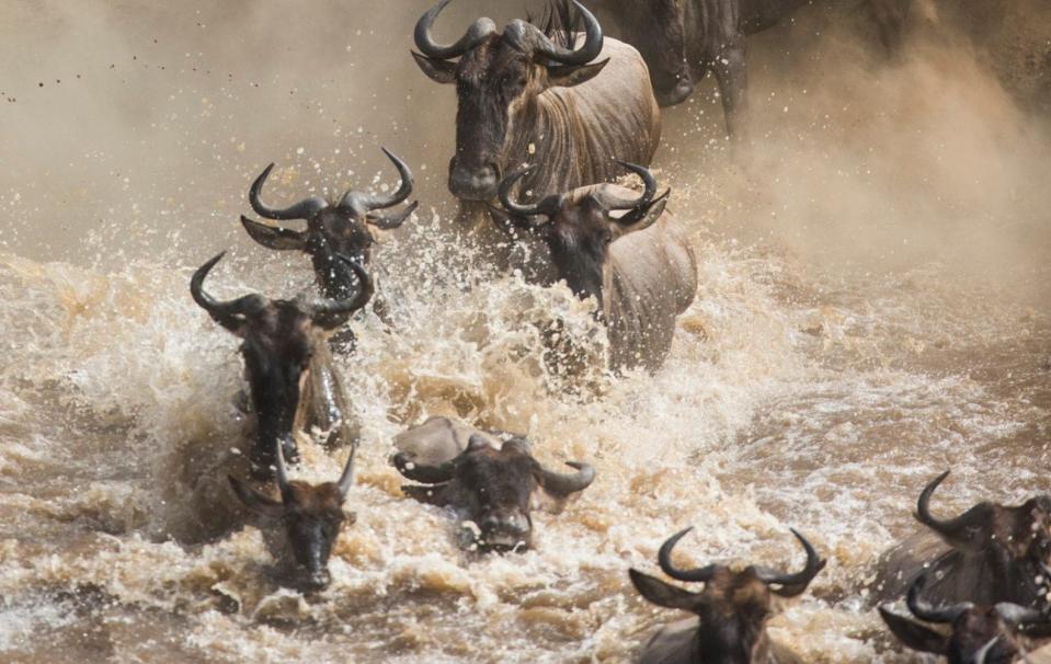 wildebeest safari - Getty