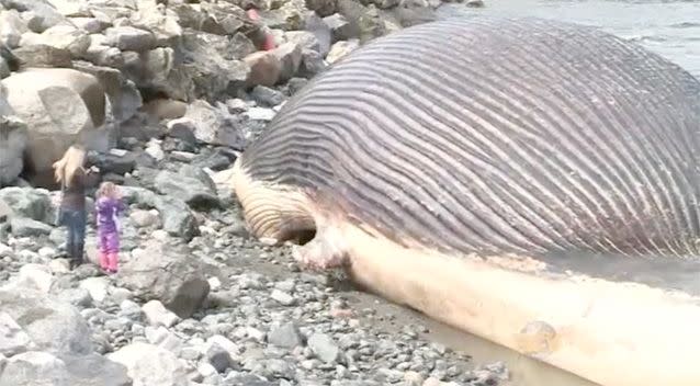 The fear of an exploding whale hasn't stopped residents from getting up close and personal with the big beast. Photo: NTV.