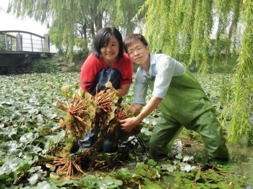 【賞花之旅】高雄蓮池潭，菱葉連連採紅菱！