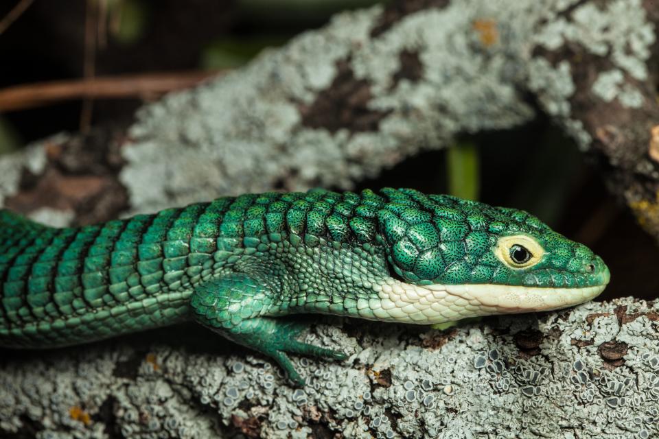 Arboreal alligator lizard