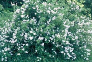 Multiflora rose is a highly invasive shrub that can grow as high as 15 feet.