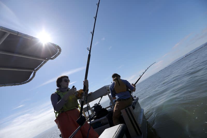 'My little baby': expert works to protect shark in San Francisco Bay