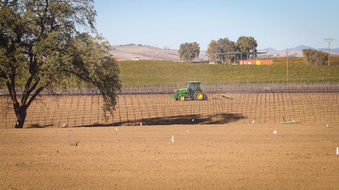 J. Lohr Vineyards east of Paso Robles periodically fallows fields, without irrigation, before new varietals are planted.