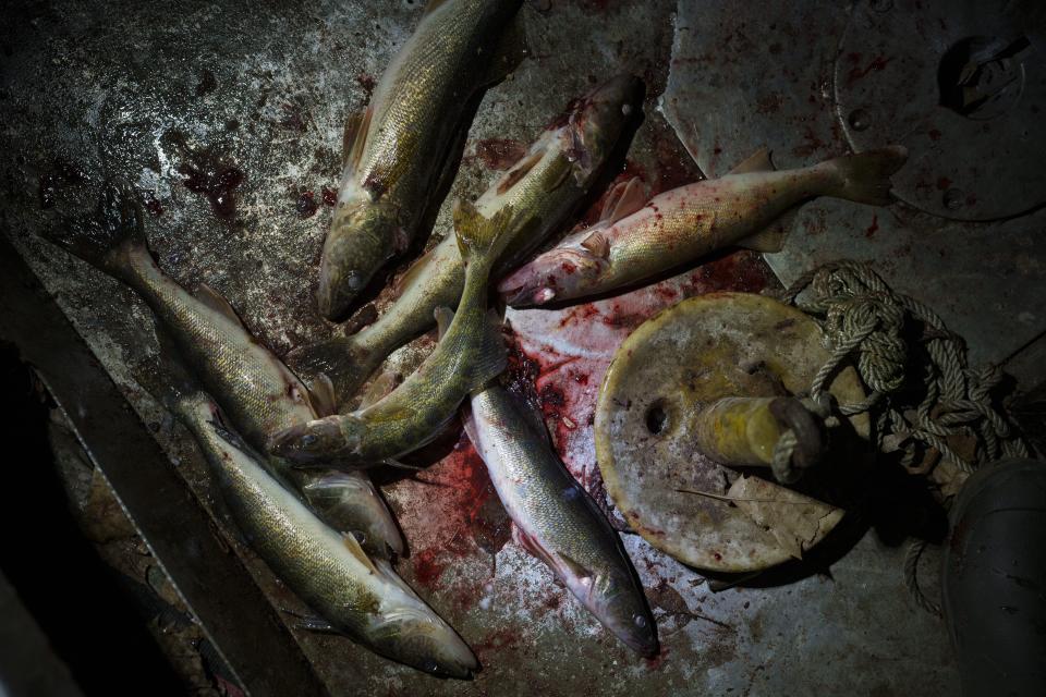 Walleye caught by Gabe Bisonette lie in the boat during a night of fishing on the Chippewa Flowage Monday, April 15, 2024, near Hayward, Wis. (AP Photo/John Locher)