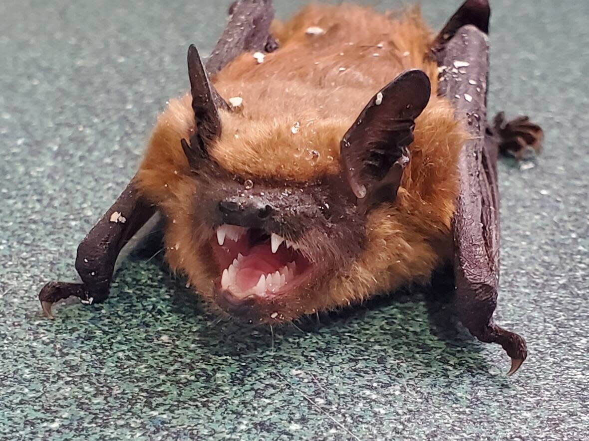 Kaushalya Rathnayake and his wife Ilesha Ileperuma Arachchi noticed a bat in their apartment building's laundry room sink and used pieces of paper to lift it out. They later set it free. (Submitted by Kaushalya Rathnayake - image credit)