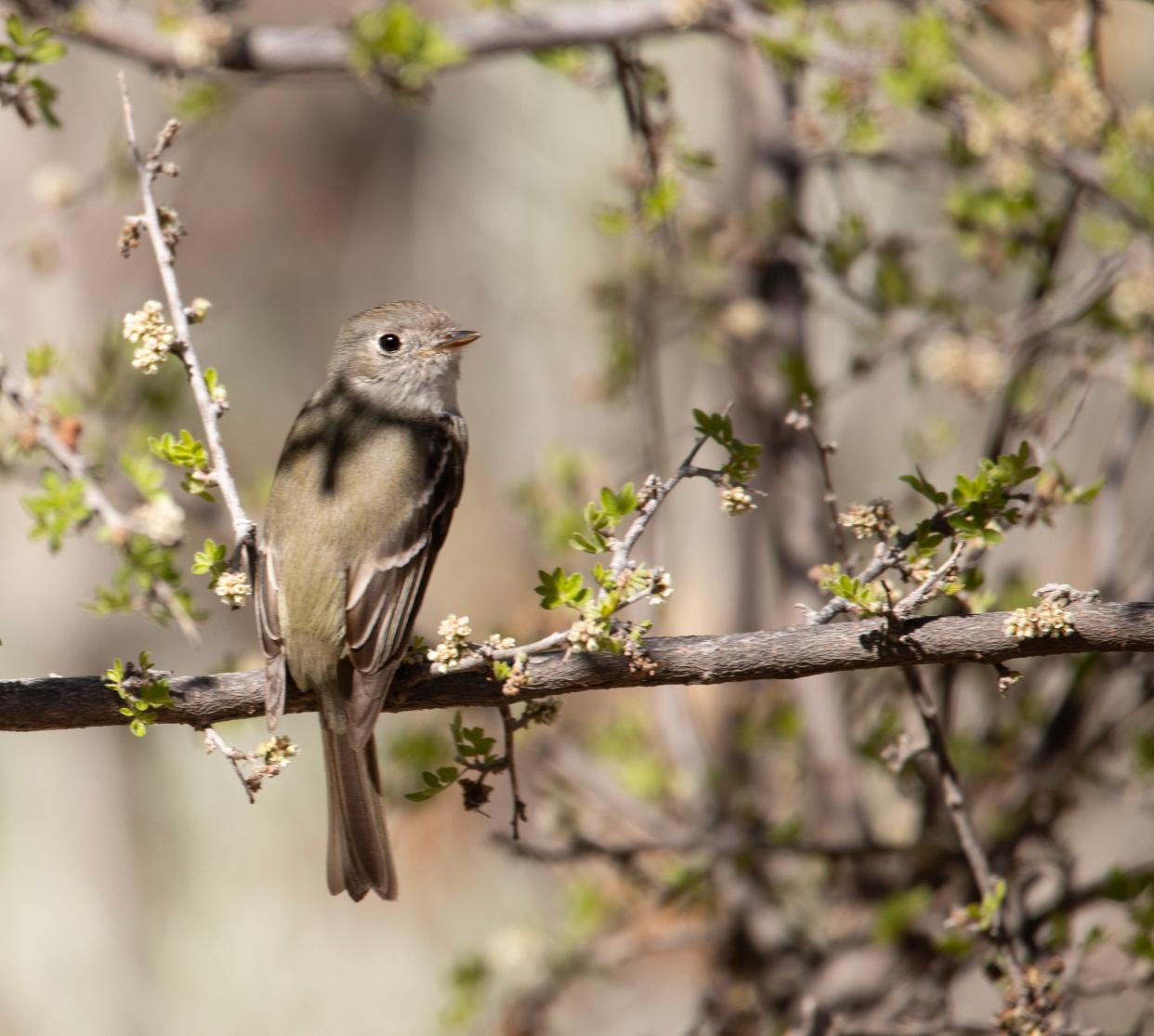 A Gray-Flycatcher, a migratory bird Cheryl Fallstead captured on camera on one of the bird watch outings.