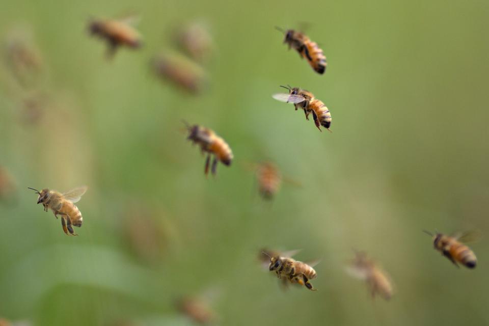 Honey bees in flight.