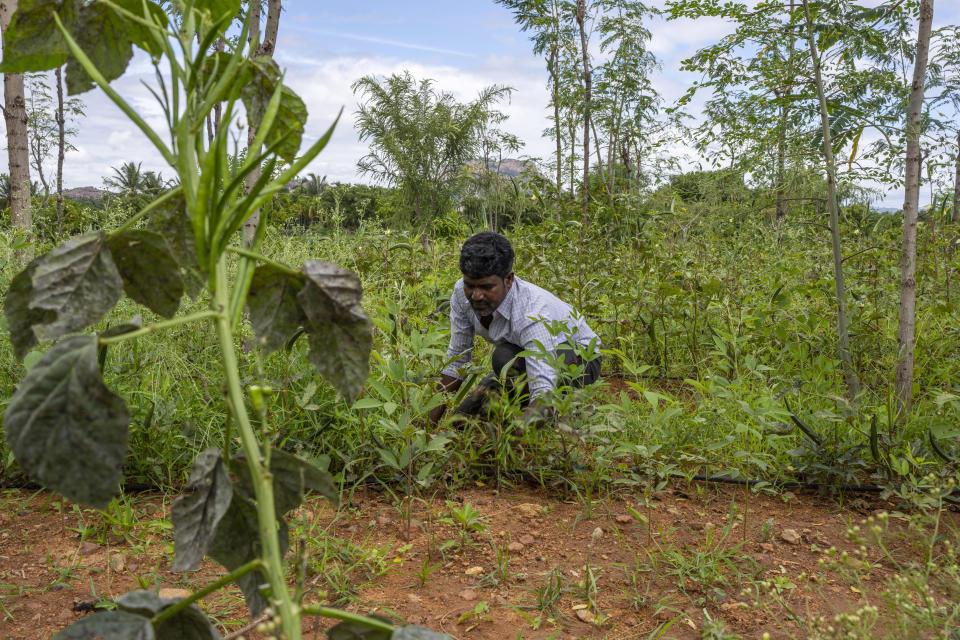 Ramesh Hanumaiya, a farmer, cuts grass at his farm in Thammaiya Doddi village in Anantapur district in the southern Indian state of Andhra Pradesh, India, Wednesday, Sept. 14, 2022. “This soil used to be as hard as a brick,” Ramesh said. “It’s now like a sponge. The soil is rich with the nutrients and life that's needed for my crops to grow on time and in a healthy way.” (AP Photo/Rafiq Maqbool)