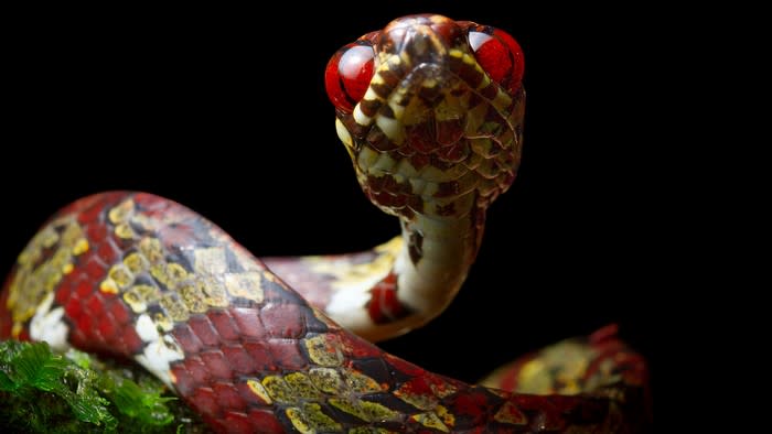 Canopy snail-eating snake (Sibon canopy).  This snake has a beautiful dark red, yellow, black and white pattern in various triangular shapes. It also has large, bright red eyes.