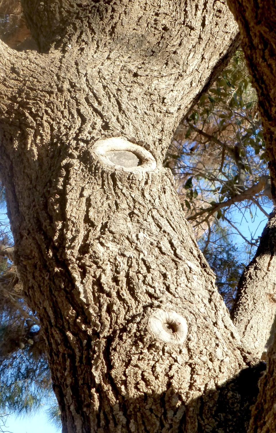 Two correct pruning cuts have been made close to the branch collars of this live oak. The branch collar tissue of the lower pruning cut is almost completely healed over as evidenced with perfectly rounded edges enveloping the wound, while the upper branch collar is a newer pruning cut with tissues that are in the process of completely healing over the wound.