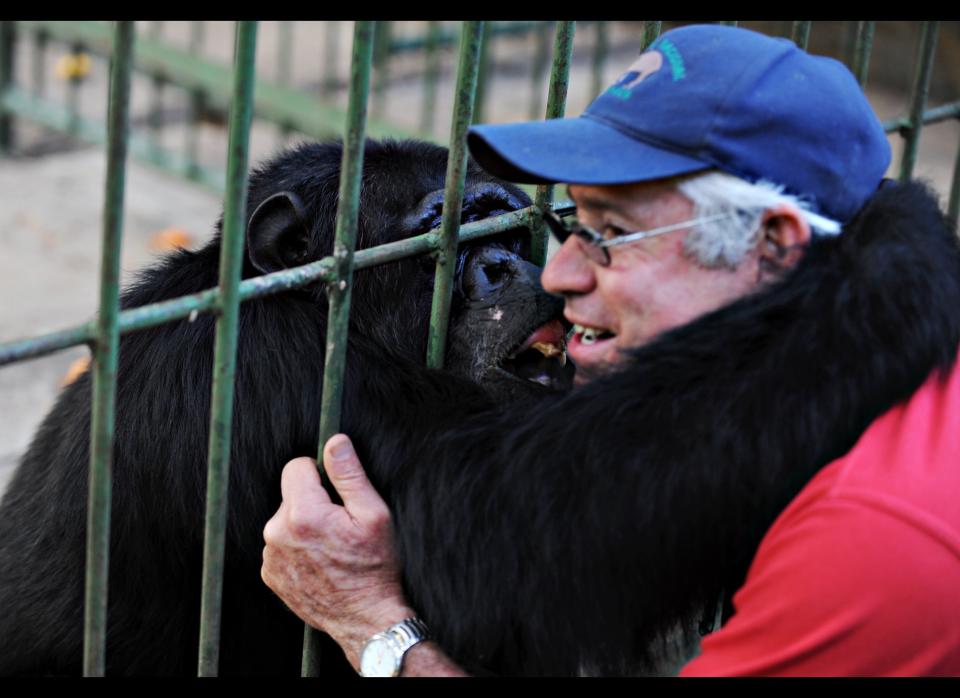 A 26-year-old chimpanzee named Pipo embraces veterinarian Eduardo Sacasa at the National Zoo, about 20 kms south of in Managua, on April 07, 2011.    (Photo credit ELMER MARTINEZ/AFP/Getty Images)