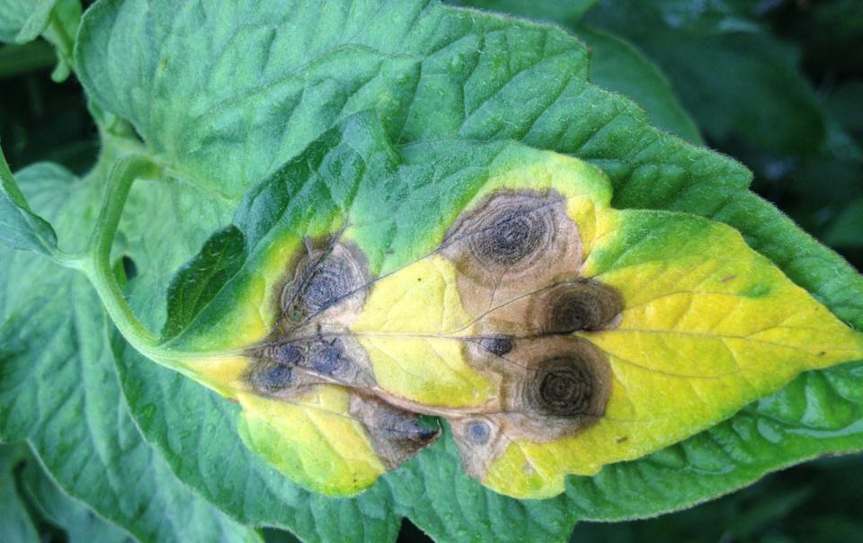 A tomato leaf exhibits early blight circular lesions with concentric rings.