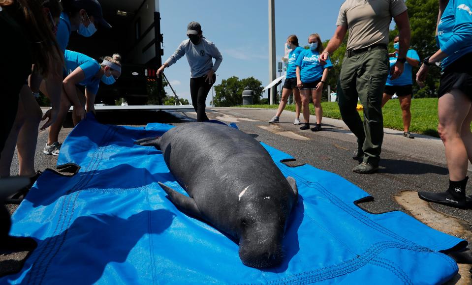 "Myerslee", a male manatee rescued in April from the Orange River was released on July 27, 2021 in Cape Coral after being rehabilitated at Zoo Tampa. Florida Fish and Wildlife Conservative Commission and Zoo Tampa employees collaborated on the release.